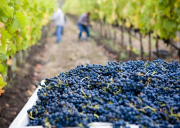 XXV NIEDZIELA ZWYKŁA